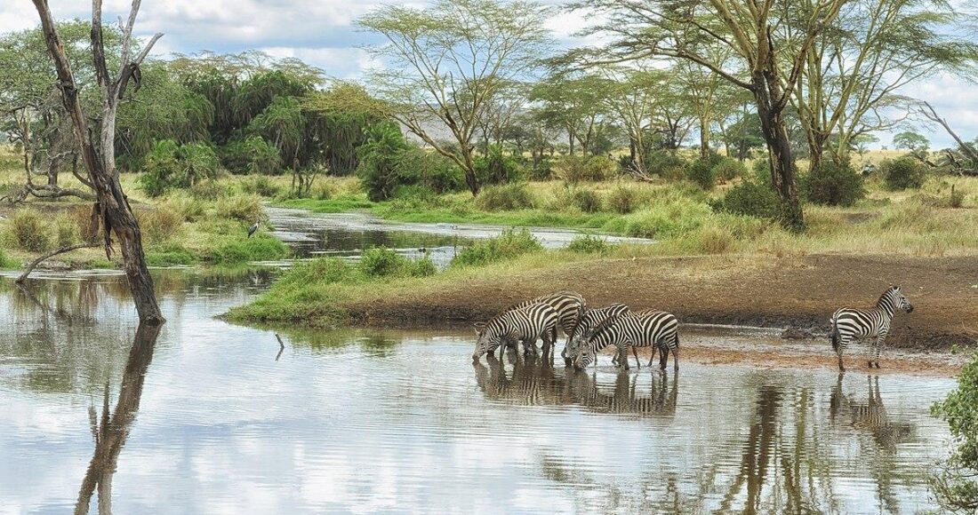 پارک ملی سرنگتی تانزانیا